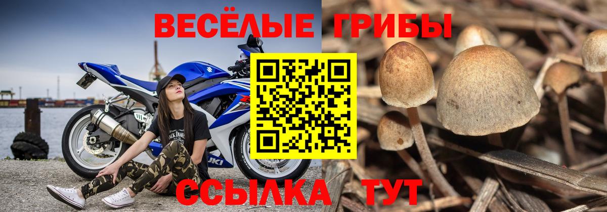 Псилоцибиновые грибы Cubensis  Псилоцибиновые грибы мухоморы  Черногорск  Вход с VPN 